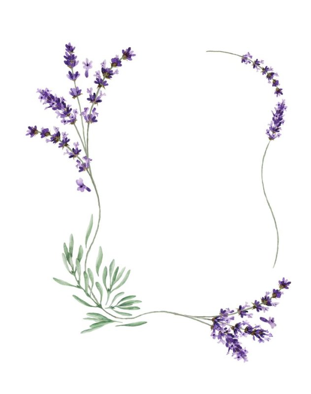 Lavandula stoechas