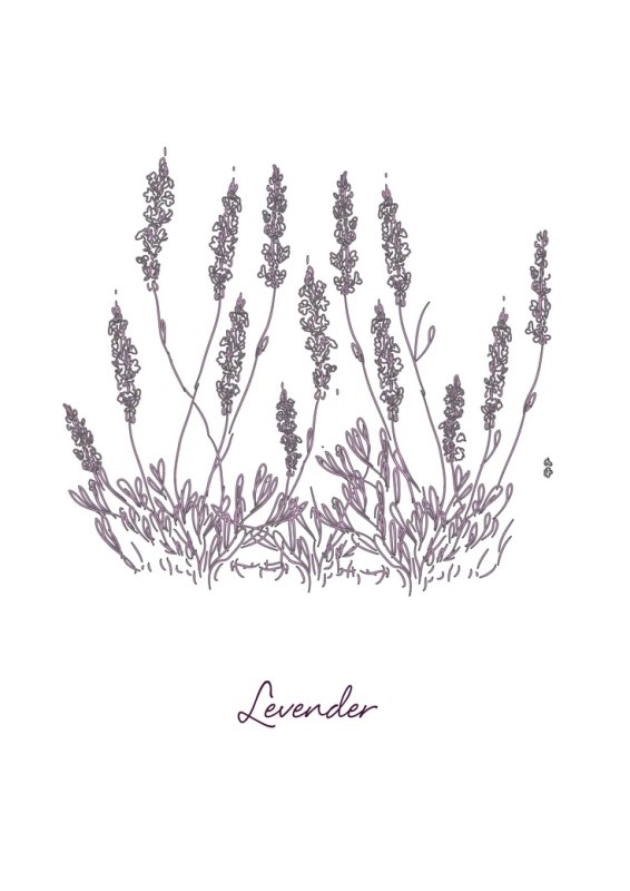 Рисунки лаванды для срисовки