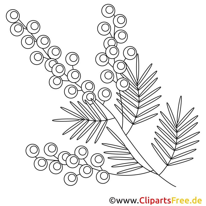 Мимоза рисунок