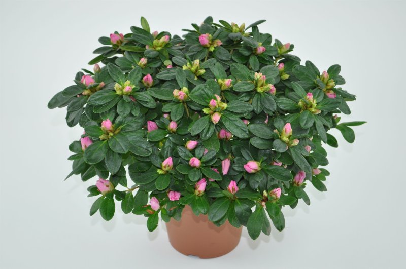 Азалия Индика микс