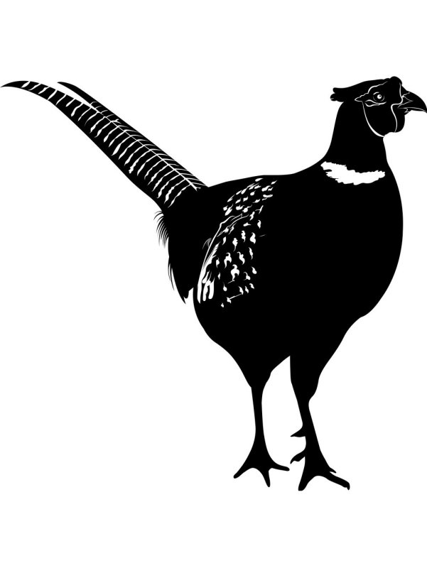 Фазан трафарет