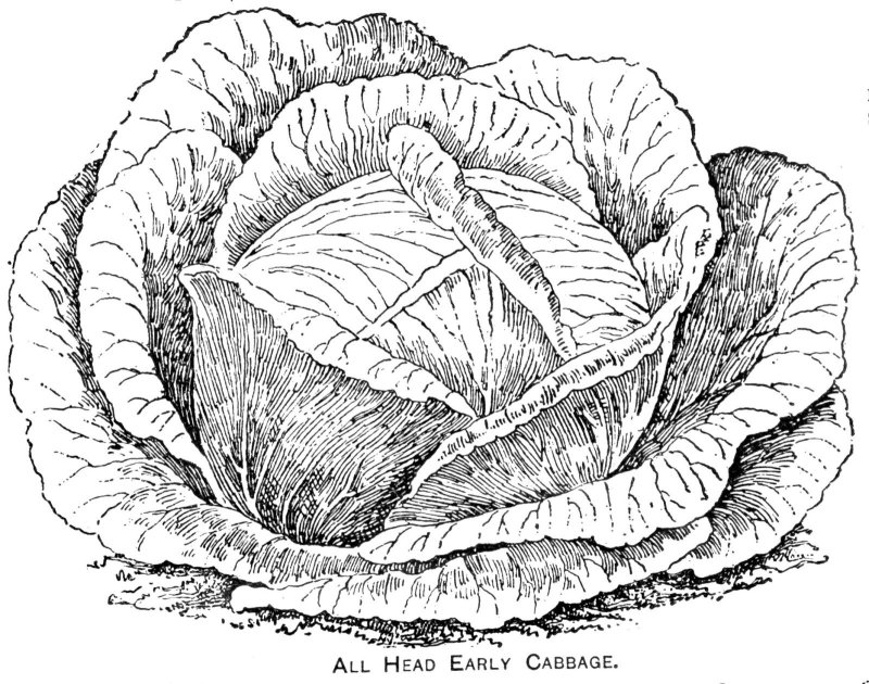 Кочан капусты раскраска для детей