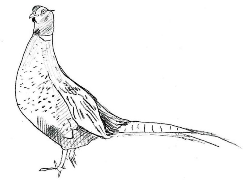 Фазан карандашом