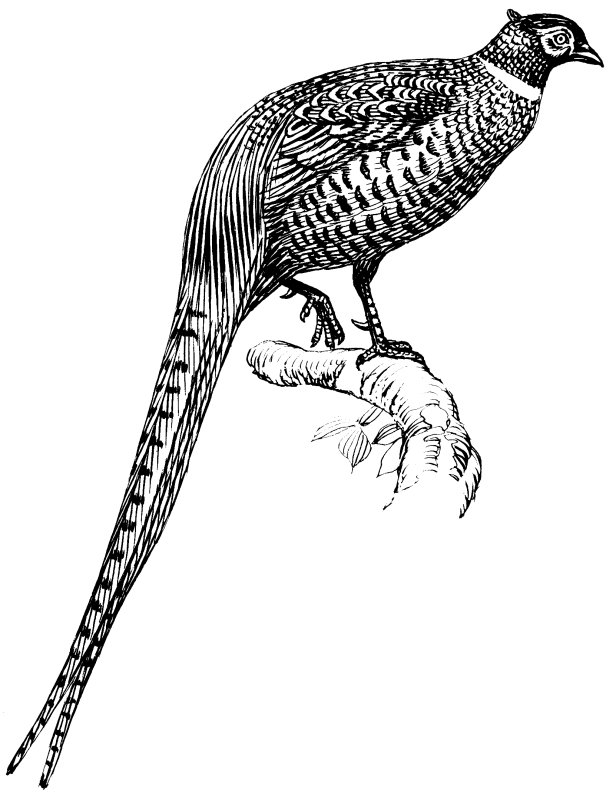 Кавказский белый фазан