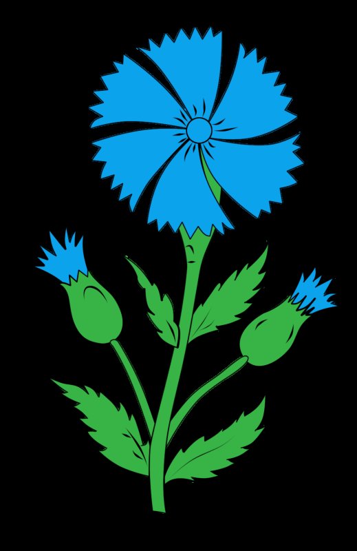 Цветок Василек для детей