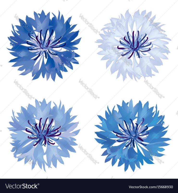 Цветы васильки для вырезания цветные