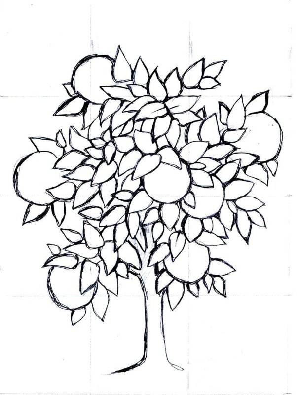 Яблоня рисунок