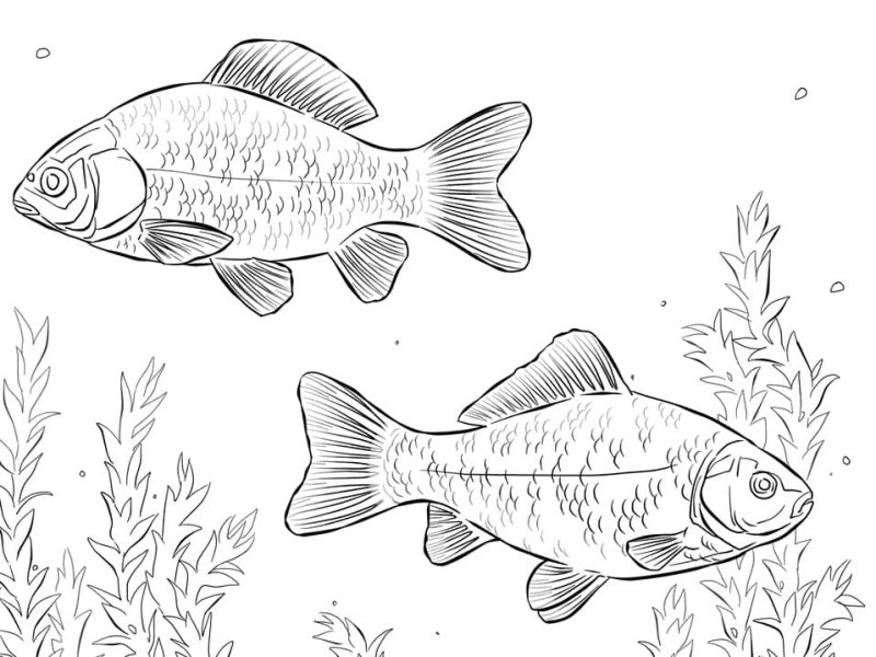 Рыбки речные раскраски