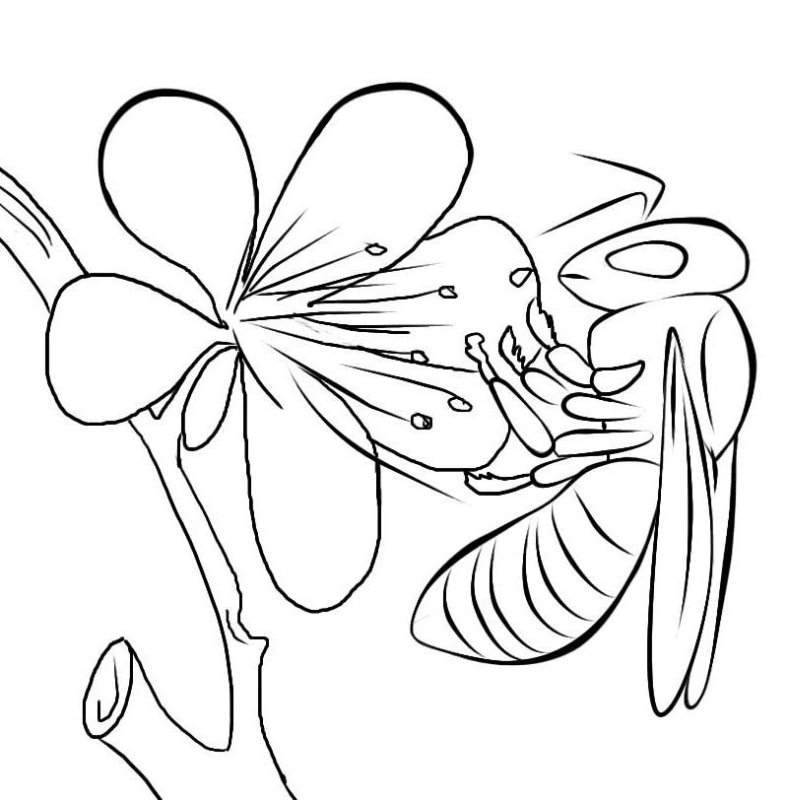 Пчела раскраска