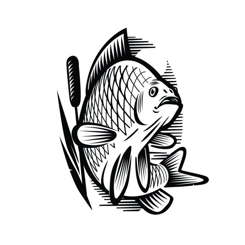 Карась эскиз