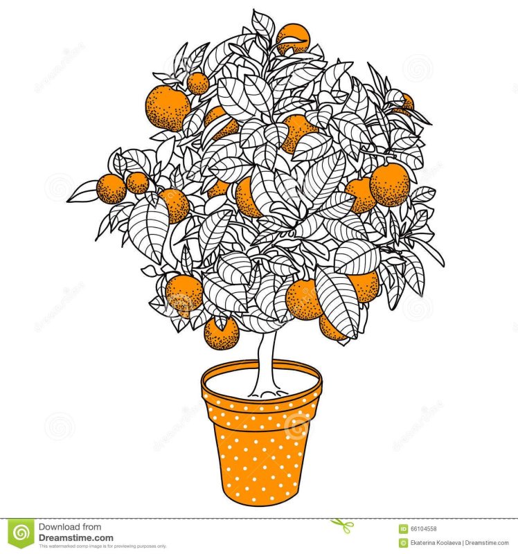 Мандариновое дерево в горшке