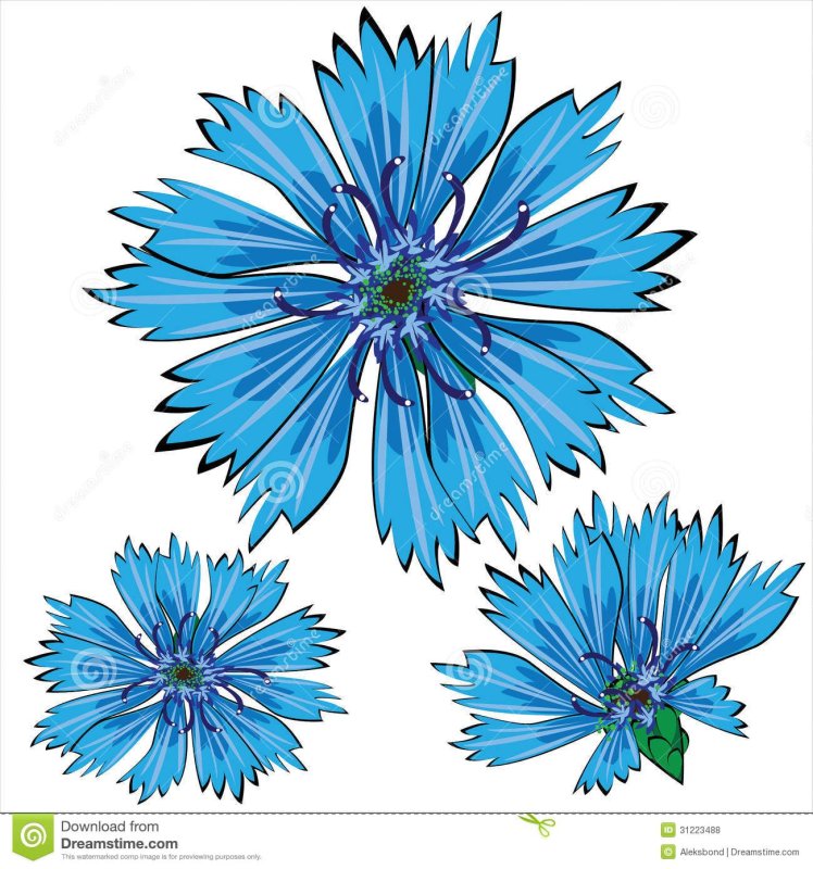 Василёк синий цветки