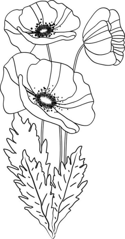 Контуры цветов для рисования