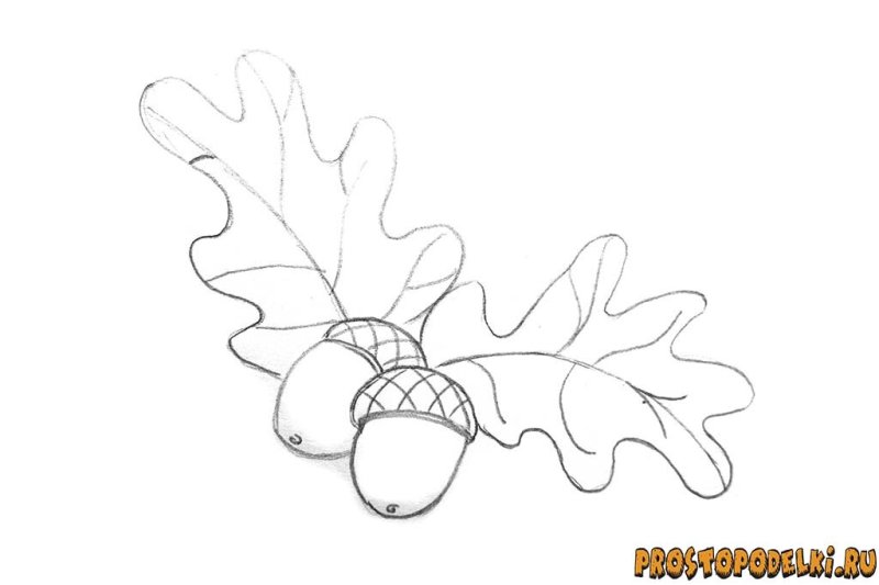 Рисование ветка дуба с желудями