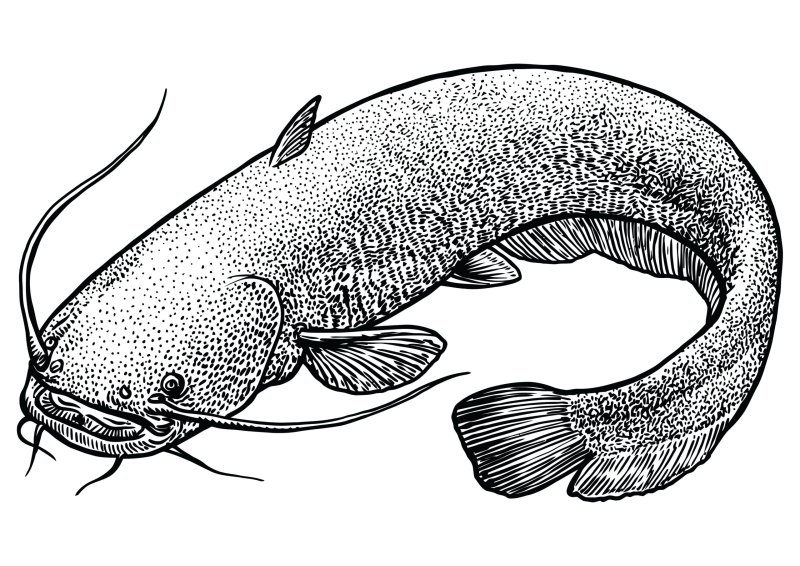 Сом рисунок