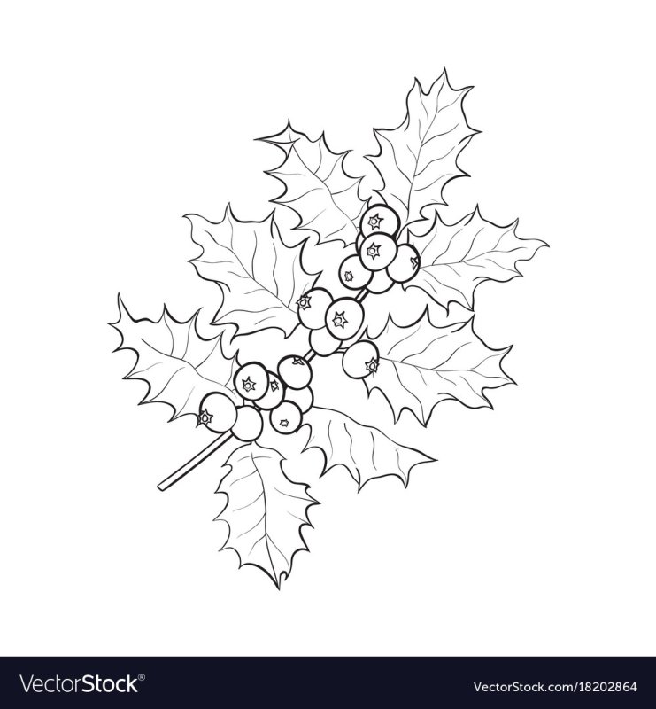 Ветка омелы раскраска