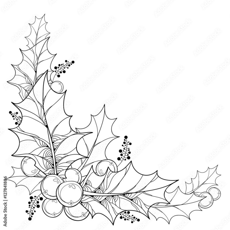 Остролист раскраска