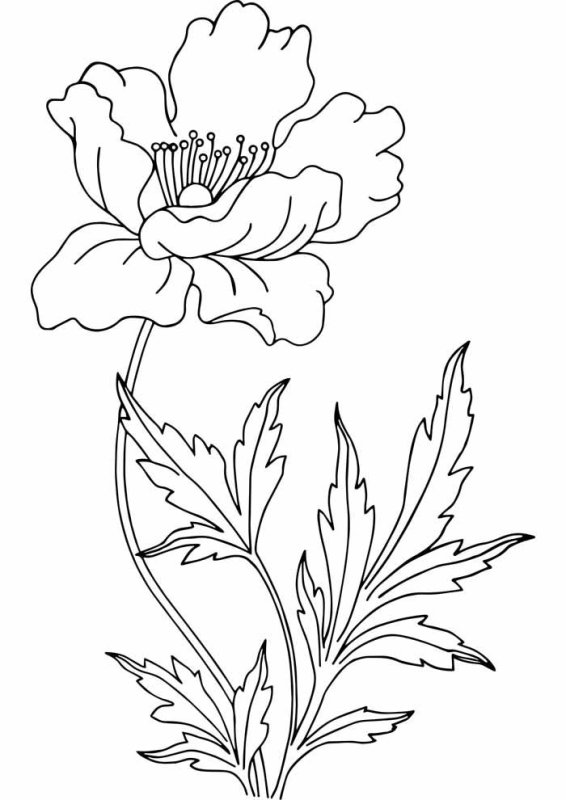 Мак раскраска