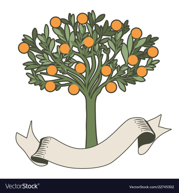 Апельсиновое дерево рисунок