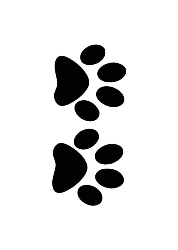 Следы кошки