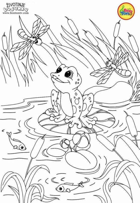 Раскраска к сказке Гаршина лягушка путешественница