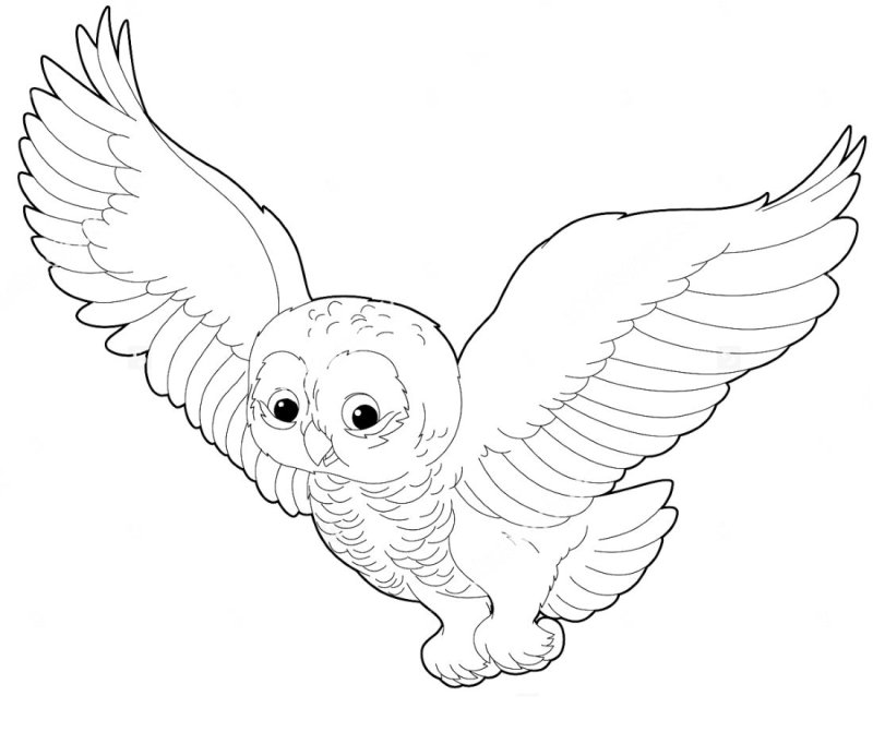 Раскраска Сова