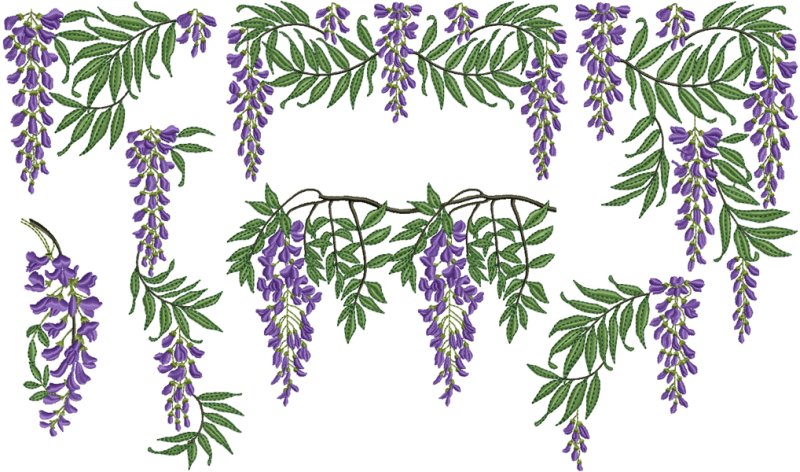 Глициния рисунок