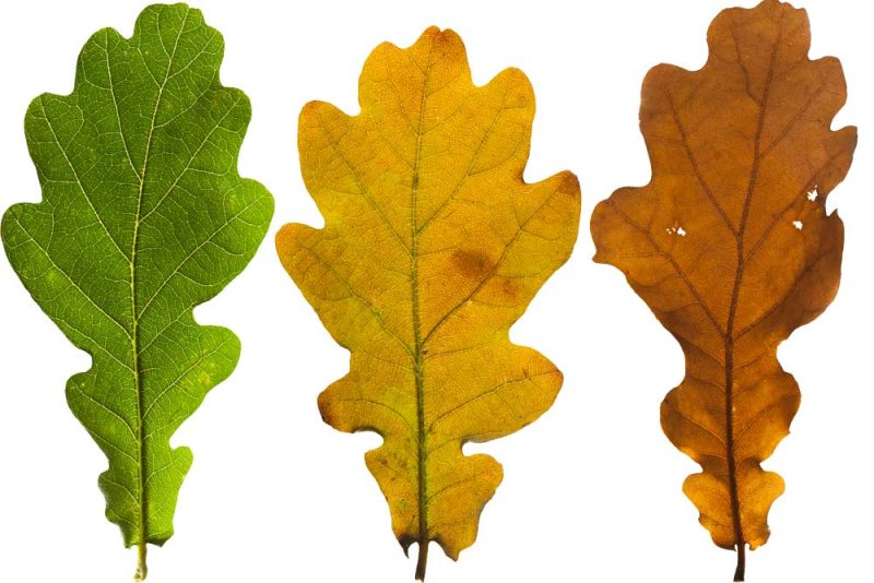 Дубовый лист