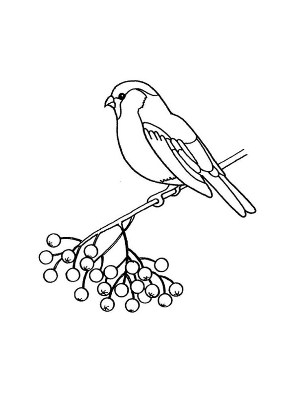 Снегирь картинка для детей раскраска