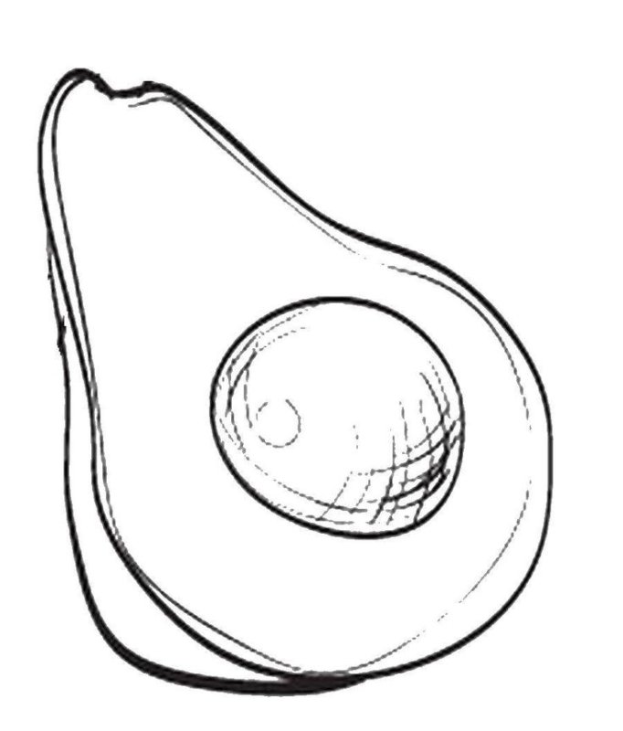 Раскраски фрукты авокадо