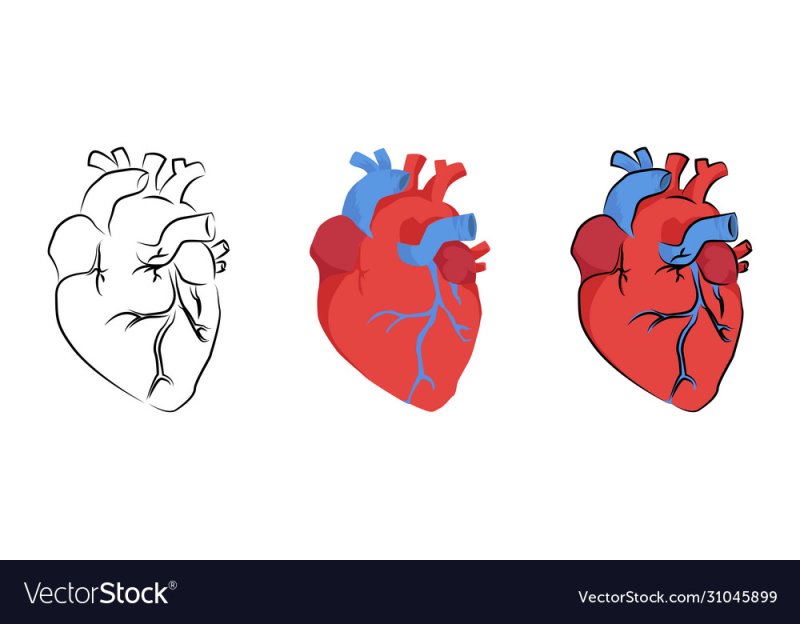 Трафарет анатомического сердца