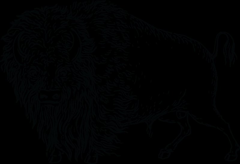 Бизон раскраска