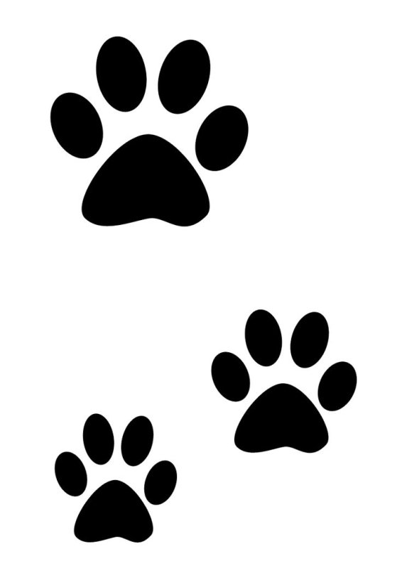 Следы кошки