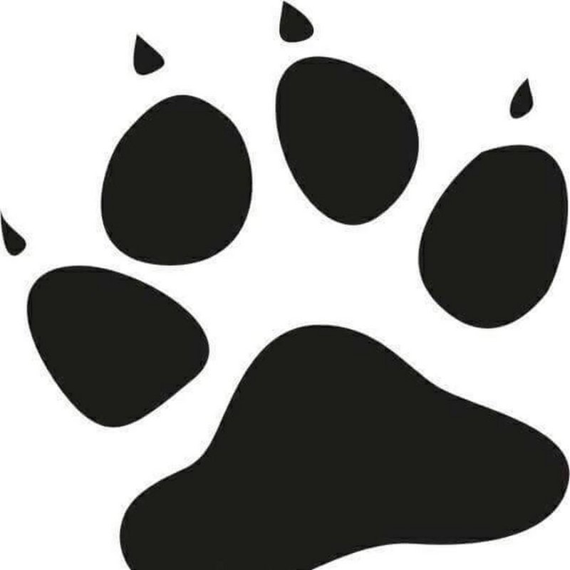 Кошачьи следы