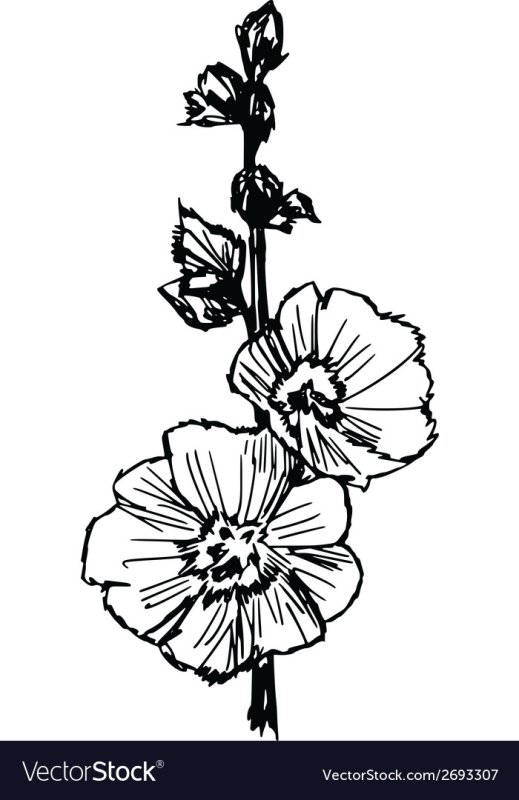 Мальвы иллюстрация