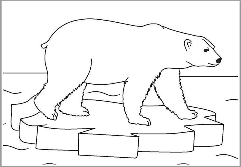 Белый медведь раскраска для детей