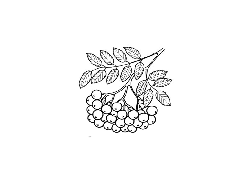 Кисть Рябинки гроздь Калинки рисование