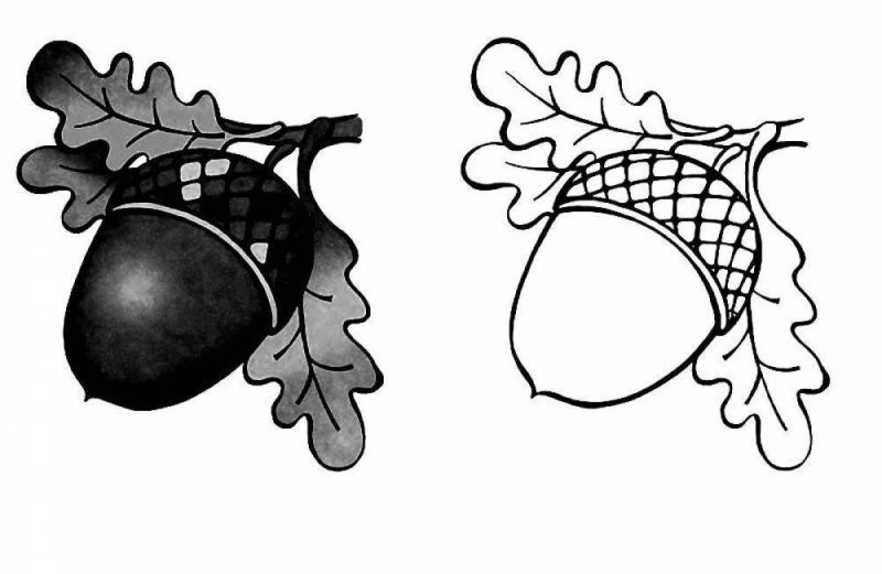 Картинки для раскрашивания Желудь