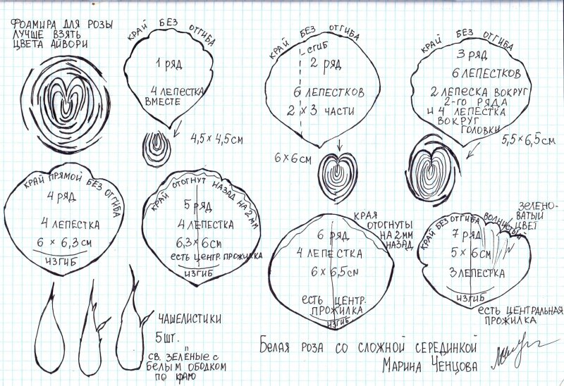 Шаблон лепестков розы Дэвида Остина