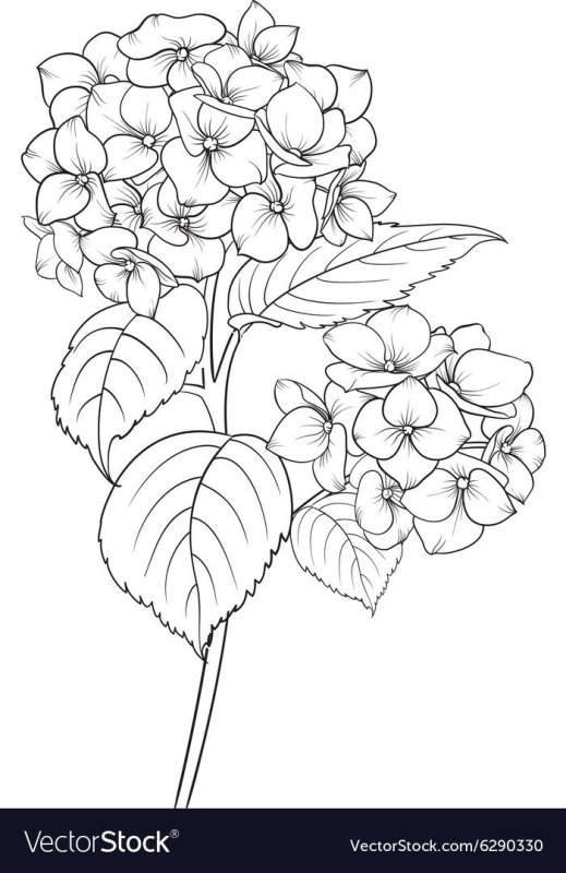 Цветы гортензии контур