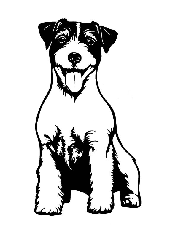 Рассел терьер Джек Рассел