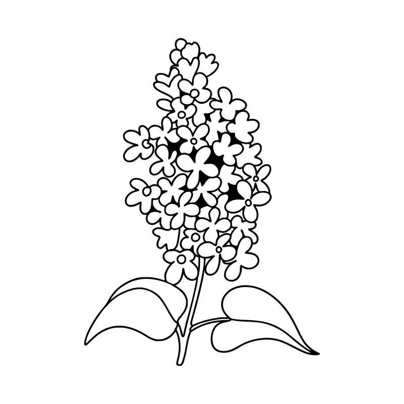 Раскраска цветы сирень