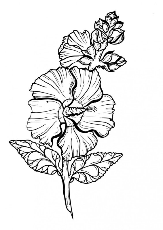 Цветки мальвы