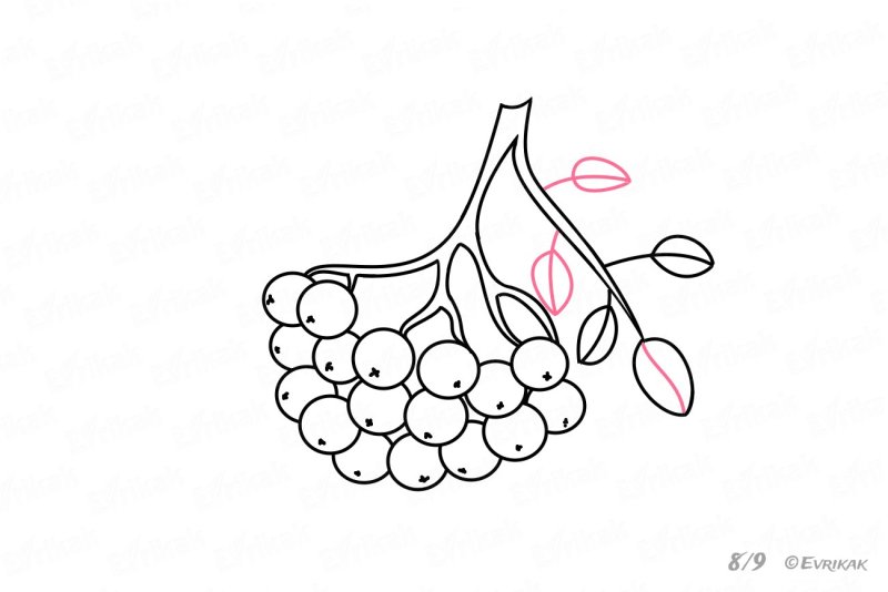 Рябина раскраска