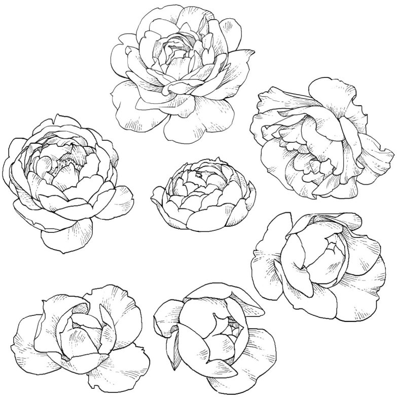 Нарисовать пион карандашом