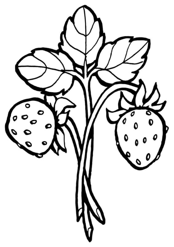 Ягоды раскраска для детей