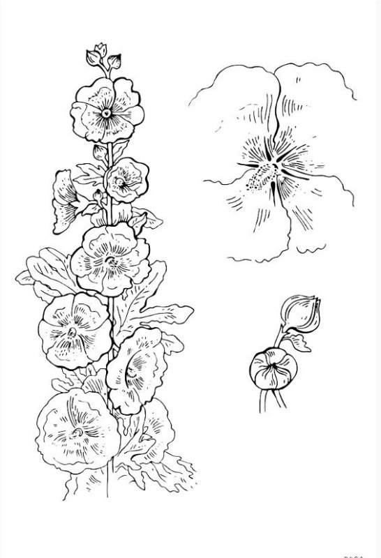 Цветки мальвы