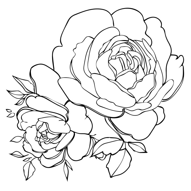 Пионы рисунок