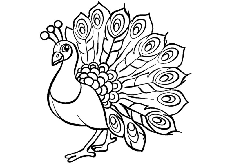 Павлин. Раскраска