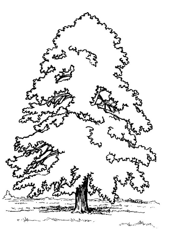 Раскраска липа дерево